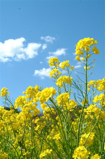 菜の花