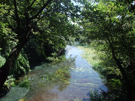 柿田川の湧水