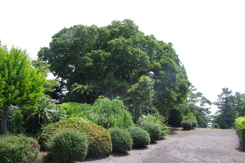 国指定天然記念物　樹齢1,000年以上のやまももの木