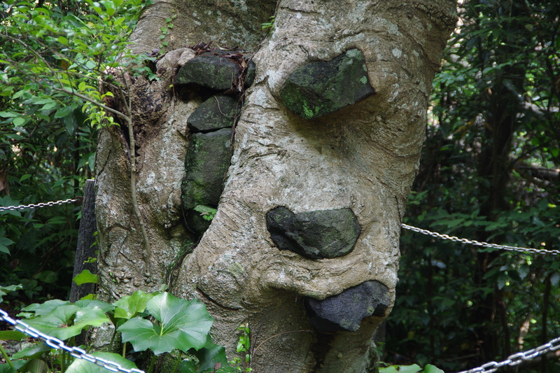 石食いのモチの木