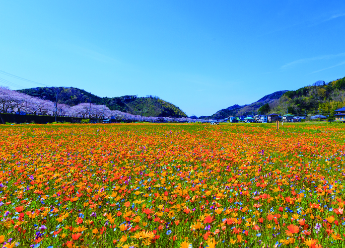 田んぼをつかった花畑