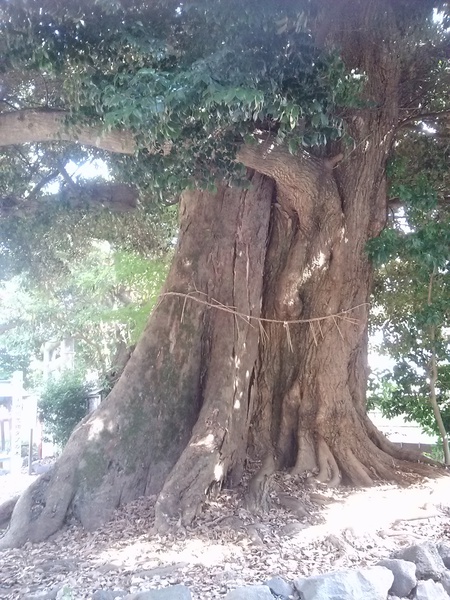 椎の大木
