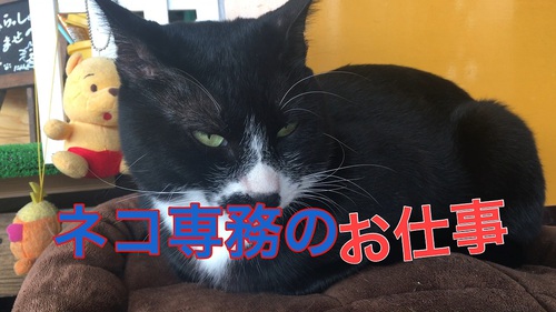 にゃん太専務の動画も配信中