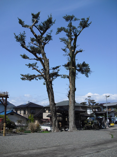 樹齢６００年のまきの木