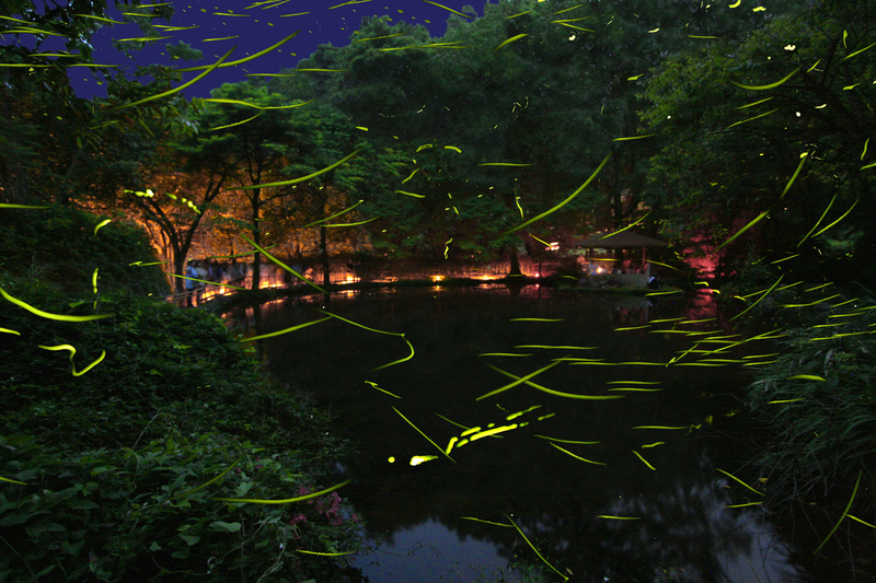 大川温泉 竹ヶ沢公園 ホタル