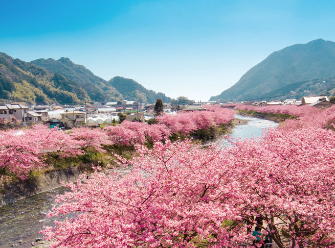 「河津桜」の画像検索結果