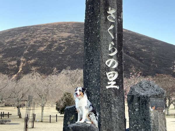 山焼きが終わった伊豆高原に春が来る！