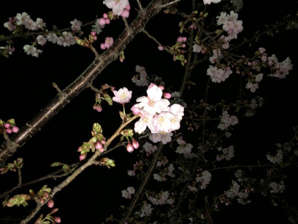 桜が咲いた。