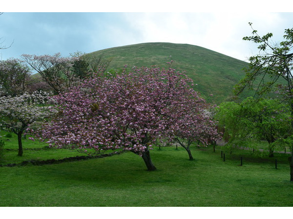 今年最後の桜の満開