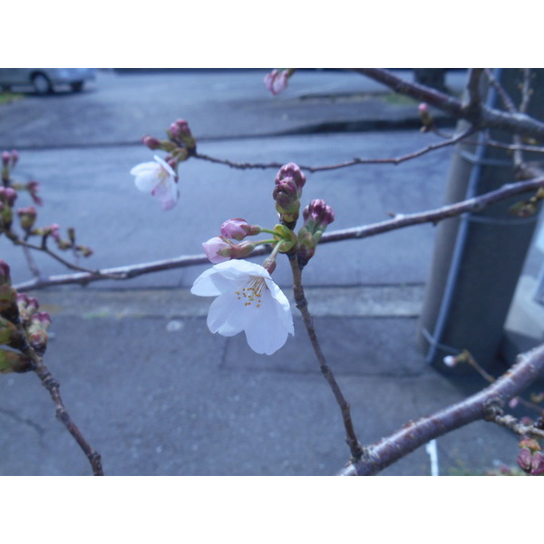 城ケ崎の桜　ほころび始めました