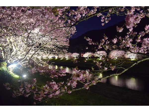 満開夜桜。青野川