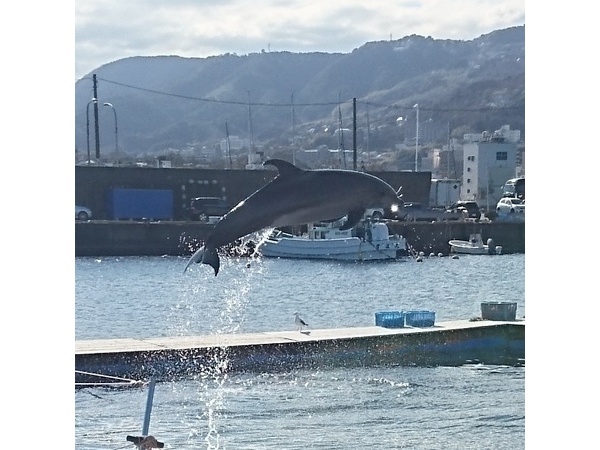 イルカのジャンプ