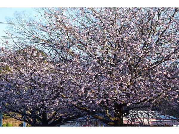 伊豆高原　桜咲き始めました。