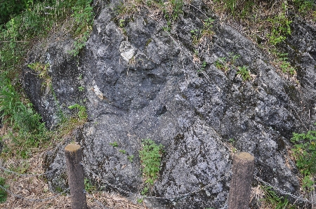下白岩の大型プランクトン化石