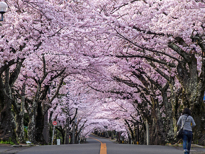 伊豆高原桜祭り(桜並木)