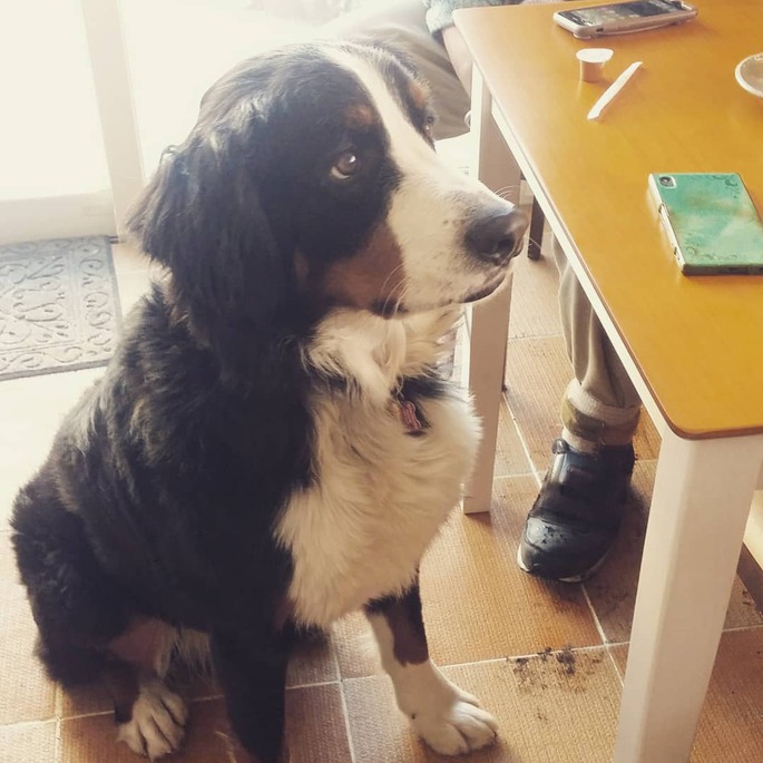 大型犬 バーム君