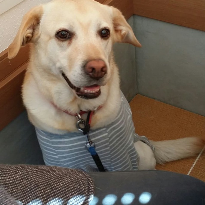 大型犬 ロッシュ君