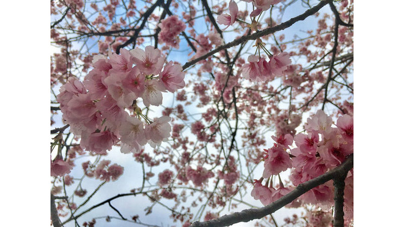 おおかん桜まつり 観光と暮らしの伊豆フル
