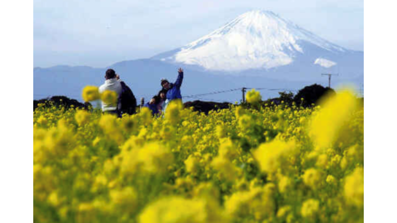 菜の花畑と富士山 観光と暮らしの伊豆フル