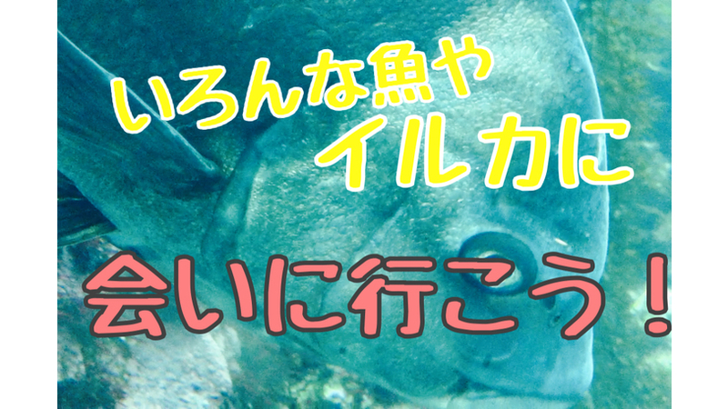 雨の日の伊豆 どこで遊ぶか迷ったら 下田海中水族館 イルカにテンションあがりまくり 観光と暮らしの伊豆フル