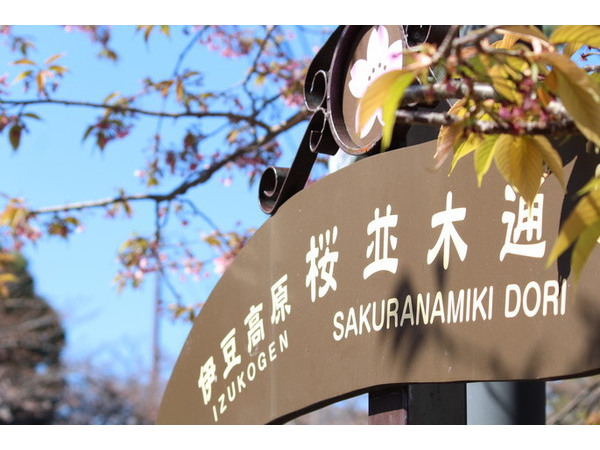 伊豆高原桜祭り