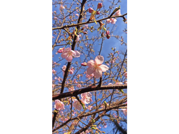 ✿桜✿