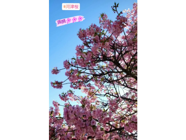 ✿河津桜✿
