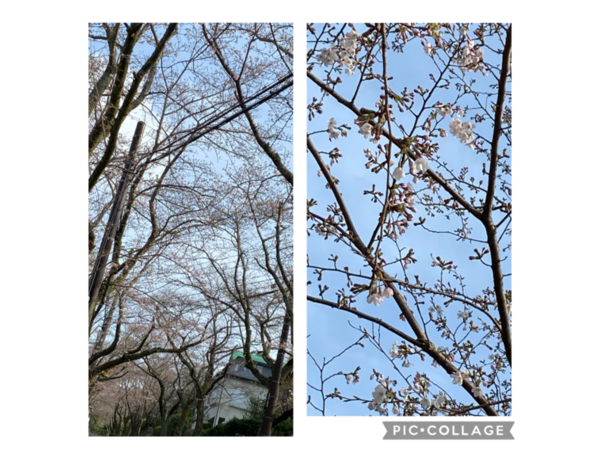 ❀イトーピアの桜情報1❀