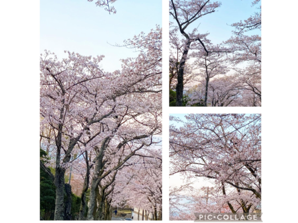 ❀　イトーピアの桜情報　2　❀