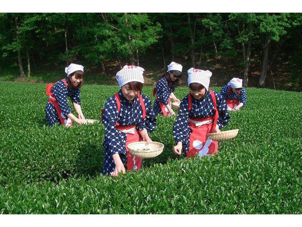 秋のチャレンジ茶摘み体験