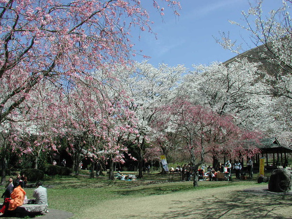 伊豆高原桜まつりステージ３