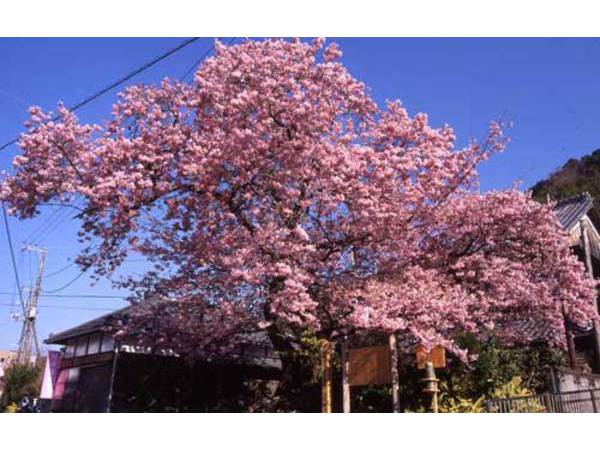 河津桜まつり