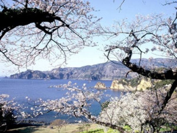 第37回　黄金崎さくらまつり
