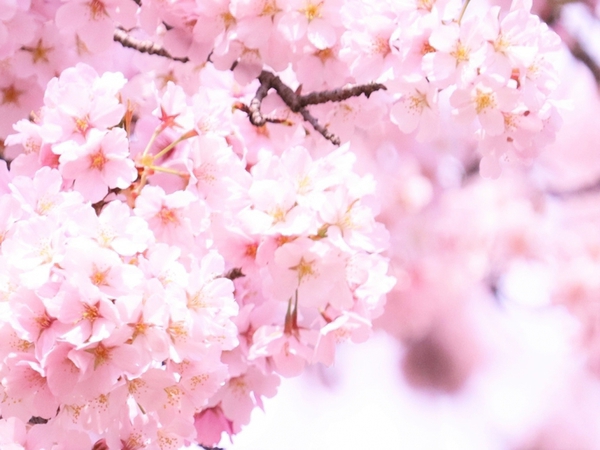稲取高原クロスカントリーコース　桜回廊