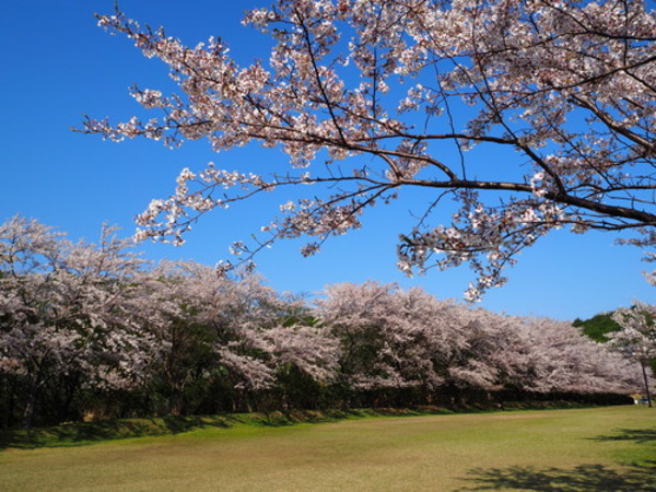 第9回　稲取高原　花見の宴