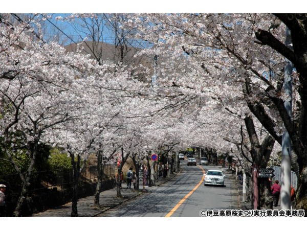 第40回 伊豆高原桜祭り（桜並木）