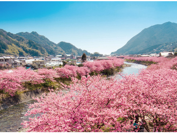 第35回　河津桜まつり