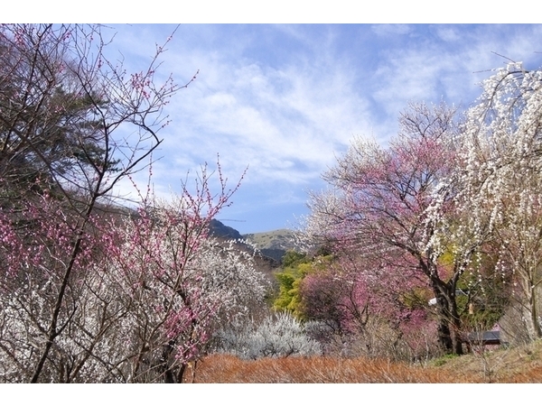 第82回熱海梅園梅まつり（2026）