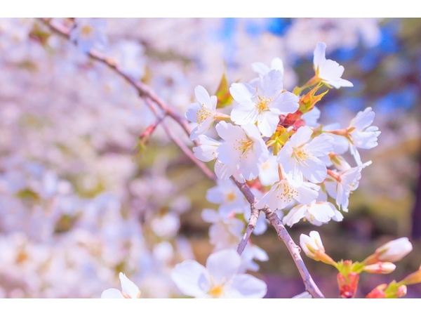 第4回中野かじ川公園しだれ桜まつり