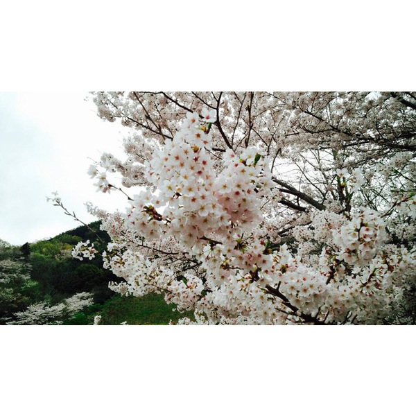 いちごプラザの桜も満開です(o^^o)