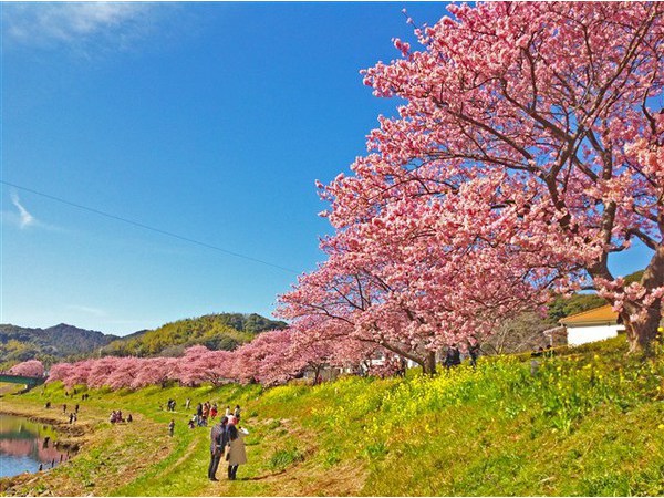 第20回　みなみの桜と菜の花まつり