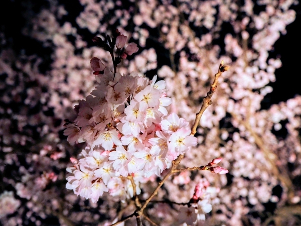さくらの里夜桜観賞会