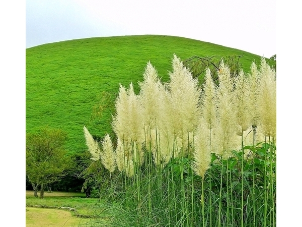 伊豆高原オータムフェスティバル　大室山観月祭
