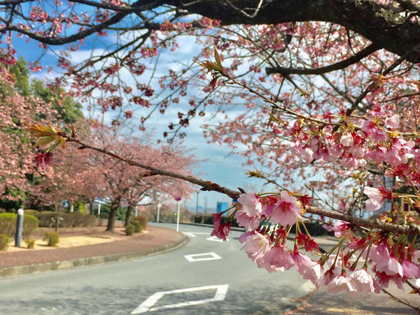おおかん桜まつり