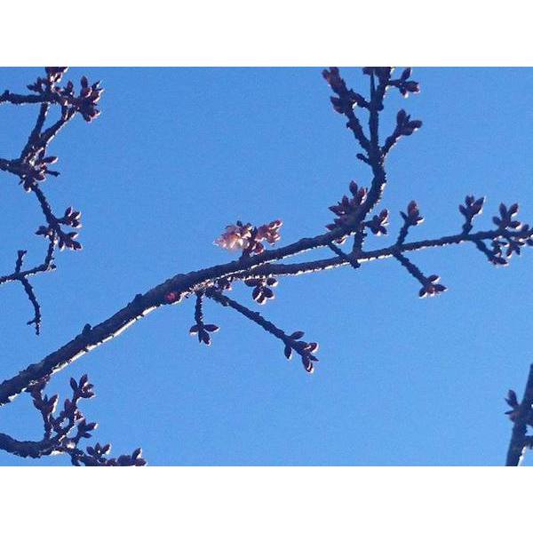 熱海桜の開花情報