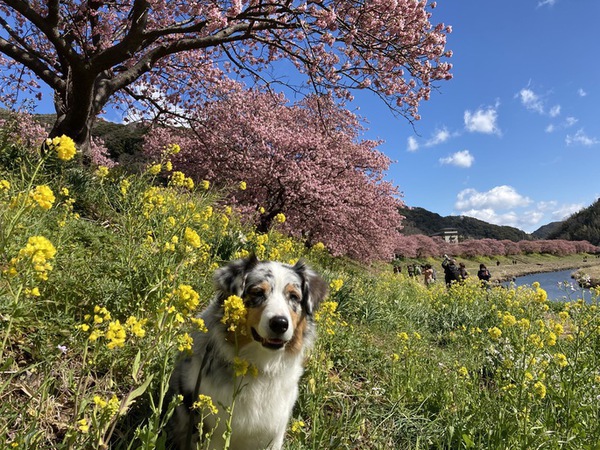 【みなみの桜は只今満開！！】