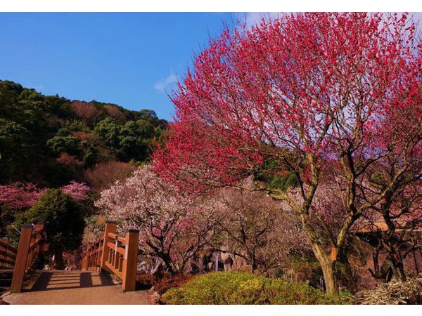 第75回 熱海梅園梅まつり