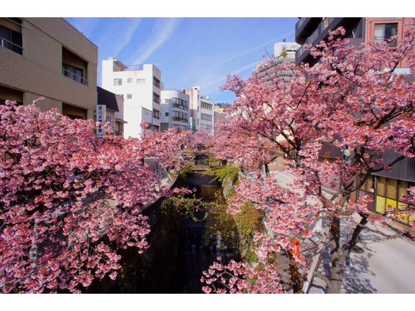 第9回 あたみ桜 糸川桜まつり