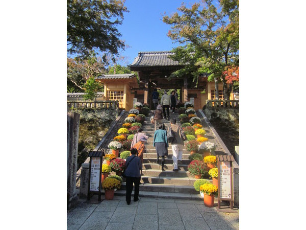 修善寺温泉街　修善寺菊飾り