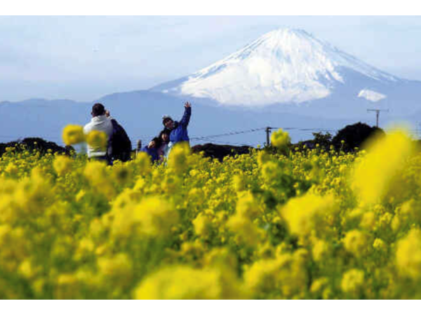 ✿菜の花畑と富士山⛰